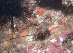 Panulirus marginatus