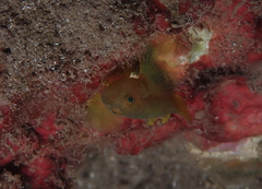 Priolepis aureoviridis