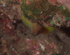 Priolepis aureoviridis