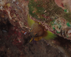 Priolepis aureoviridis