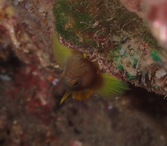 Priolepis aureoviridis
