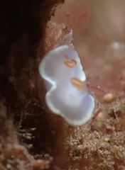 Ardeadoris angustolutea