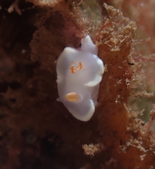 Ardeadoris angustolutea