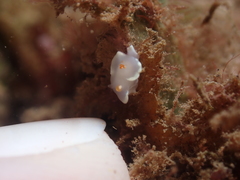 Ardeadoris angustolutea