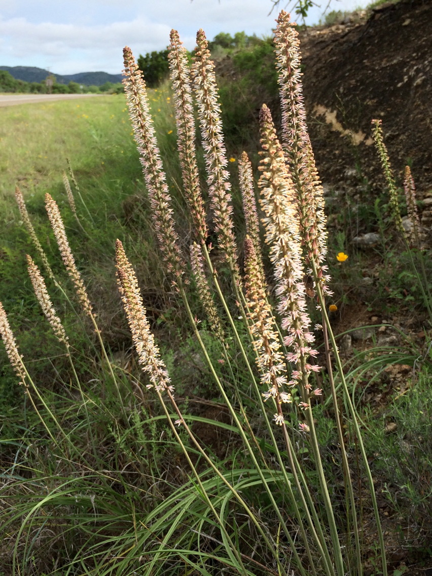 Schoenocaulon texanum