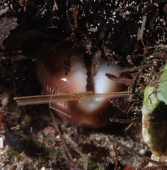 Lyncina schilderorum