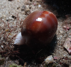 Lyncina schilderorum