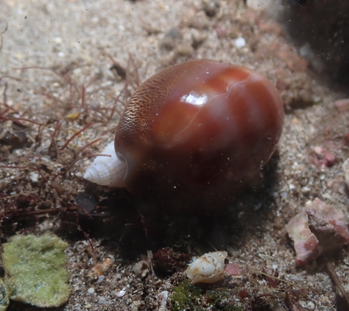 Cypraea schilderorum observed 2021-12-23