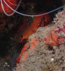 Enoplometopus occidentalis