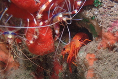 Enoplometopus occidentalis