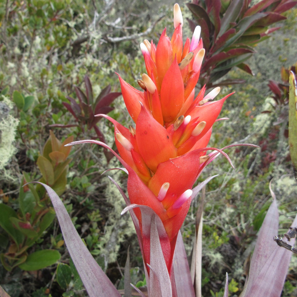 Tillandsia turneri
