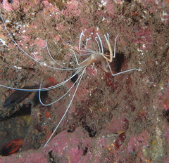 Stenopus pyrsonotus