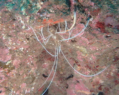 Stenopus pyrsonotus