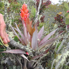 Tillandsia turneri