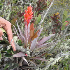 Tillandsia turneri