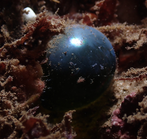 Valonia ventricosa observed 2021-12-23