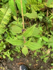 Miconia sericea