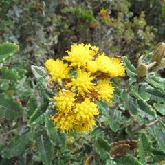Scrobicaria ilicifolia