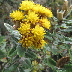 Scrobicaria ilicifolia