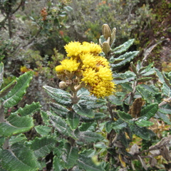 Scrobicaria ilicifolia