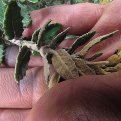 Scrobicaria ilicifolia