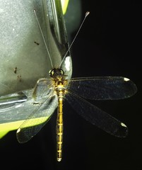 Suhpalacsa dietrichiae