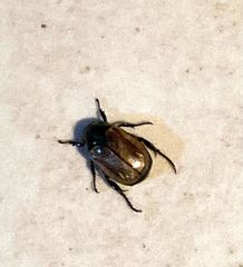 Anomala testaceipennis