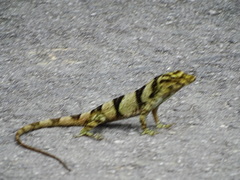 Anolis macrinii