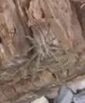 Pisaurina mira