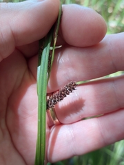 Carex lambertiana