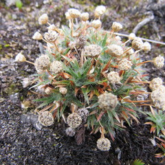 Paepalanthus dendroides