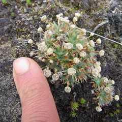 Paepalanthus dendroides