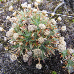 Paepalanthus dendroides