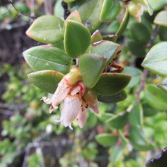 Disterigma alaternoides