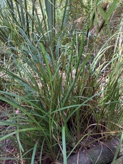 Carex lambertiana