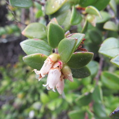 Disterigma alaternoides