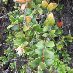 Disterigma alaternoides