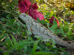 Sceloporus olivaceus