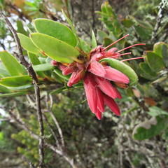 Plutarchia coronaria