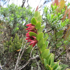 Plutarchia coronaria