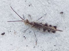 Psinidia fenestralis