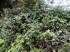 Rubus grabowskii
