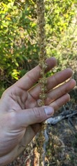 Sairocarpus multiflorus