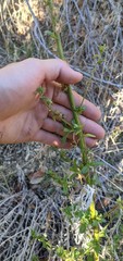 Sairocarpus multiflorus