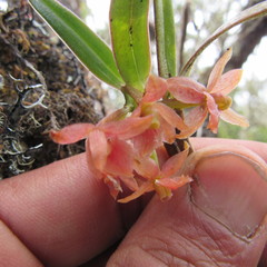 Epidendrum oxysepalum