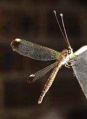 Suhpalacsa dietrichiae