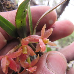 Epidendrum oxysepalum