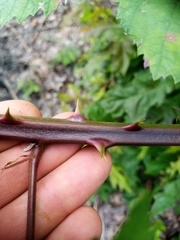 Rubus grabowskii