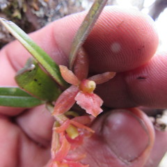 Epidendrum oxysepalum