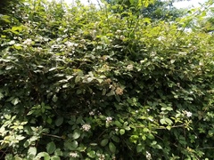 Rubus grabowskii